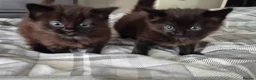 Mixed Breed cats for sale: 8 week old black half maine coone half tabby in Welwyn Garden City - Advert 8