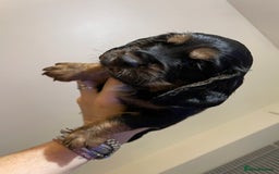 Cocker Spaniel dogs for sale: Beautiful kc registered working cocker spaniels - Image 2