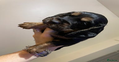 Cocker Spaniel dogs - Advert 4