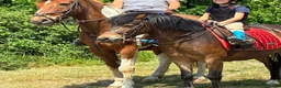 Welsh Section A horses for sale: Gizmo the ultimate children’s pony  in Dereham - Advert 7