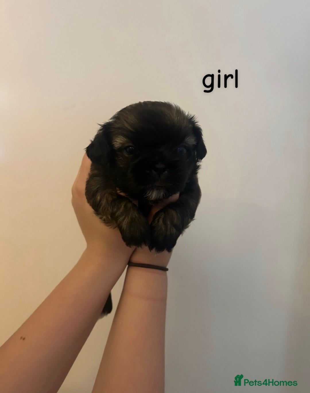 Shih Tzu dogs for sale: 3 adorable shih tzu puppies for sale - Advert 4