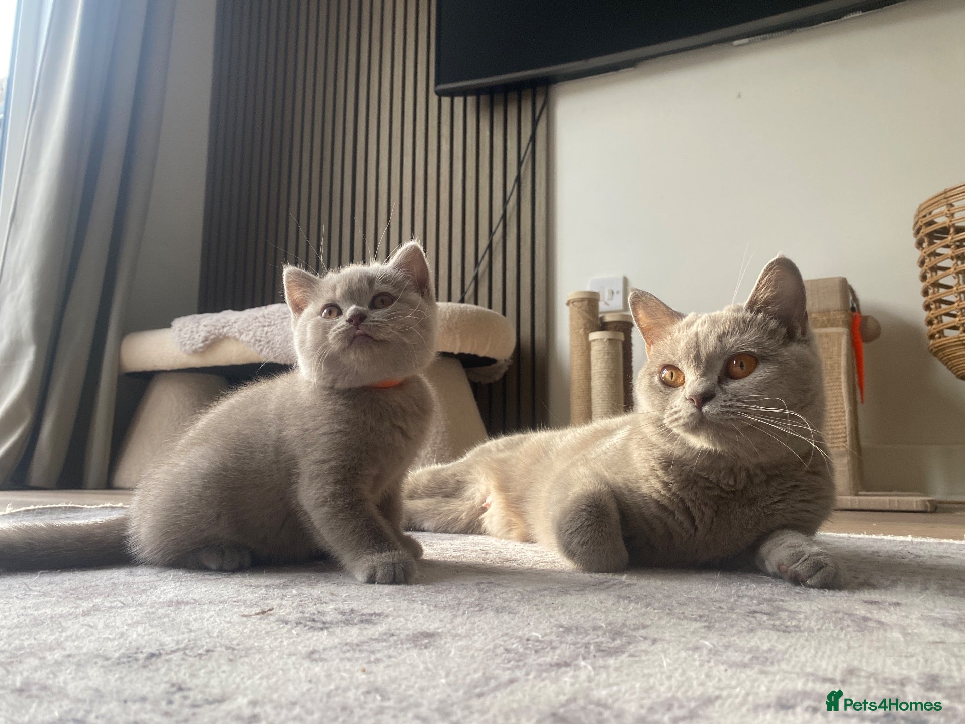 British Shorthair cats ✨Stunning Lilac  British Shorthair GCCF ✨ - Advert 1