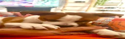American Bulldog dogs for sale: 7 month old American Bulldog  - Advert 9