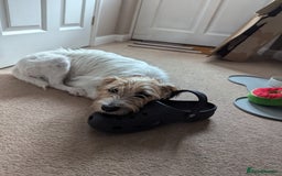 Jack Russell dogs for sale: Poppy - Image 9