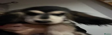 Black and cream male puppy 