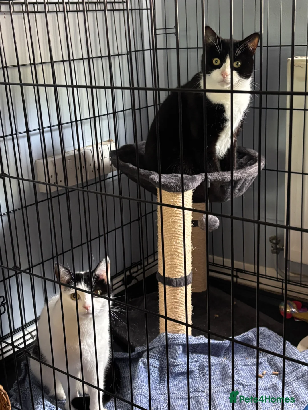 Domestic Shorthair cats for adoption: Adopt From Cats in Crisis East London  - Advert 1