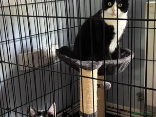 Domestic Shorthair cats Adopt From Cats in Crisis East London - Advert 8