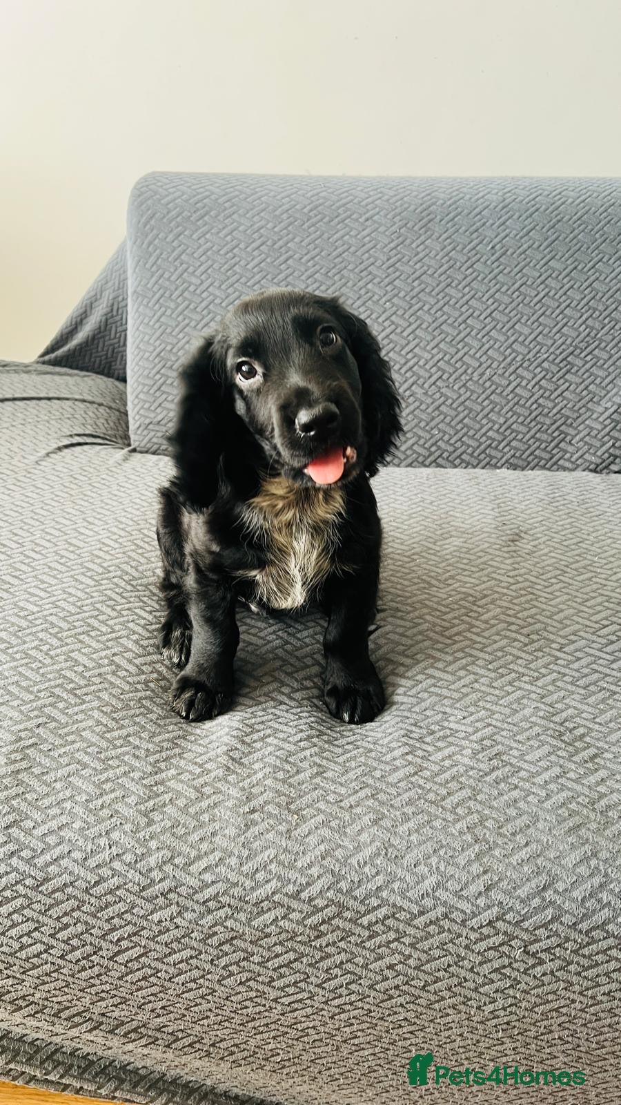 Sprocker dogs Sprocker pups, 1 male left £800, ready now - Advert 6