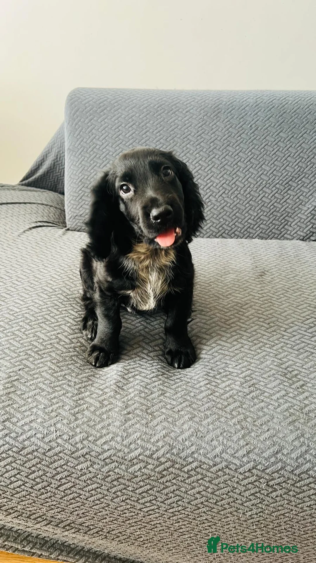Sprocker dogs for sale: Sprocker pup, last 1, fully vaccinated, ready now - Advert 1
