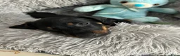 Dachshund dogs for sale:     Adorable Puppy Looking for a Loving Home - Advert 17