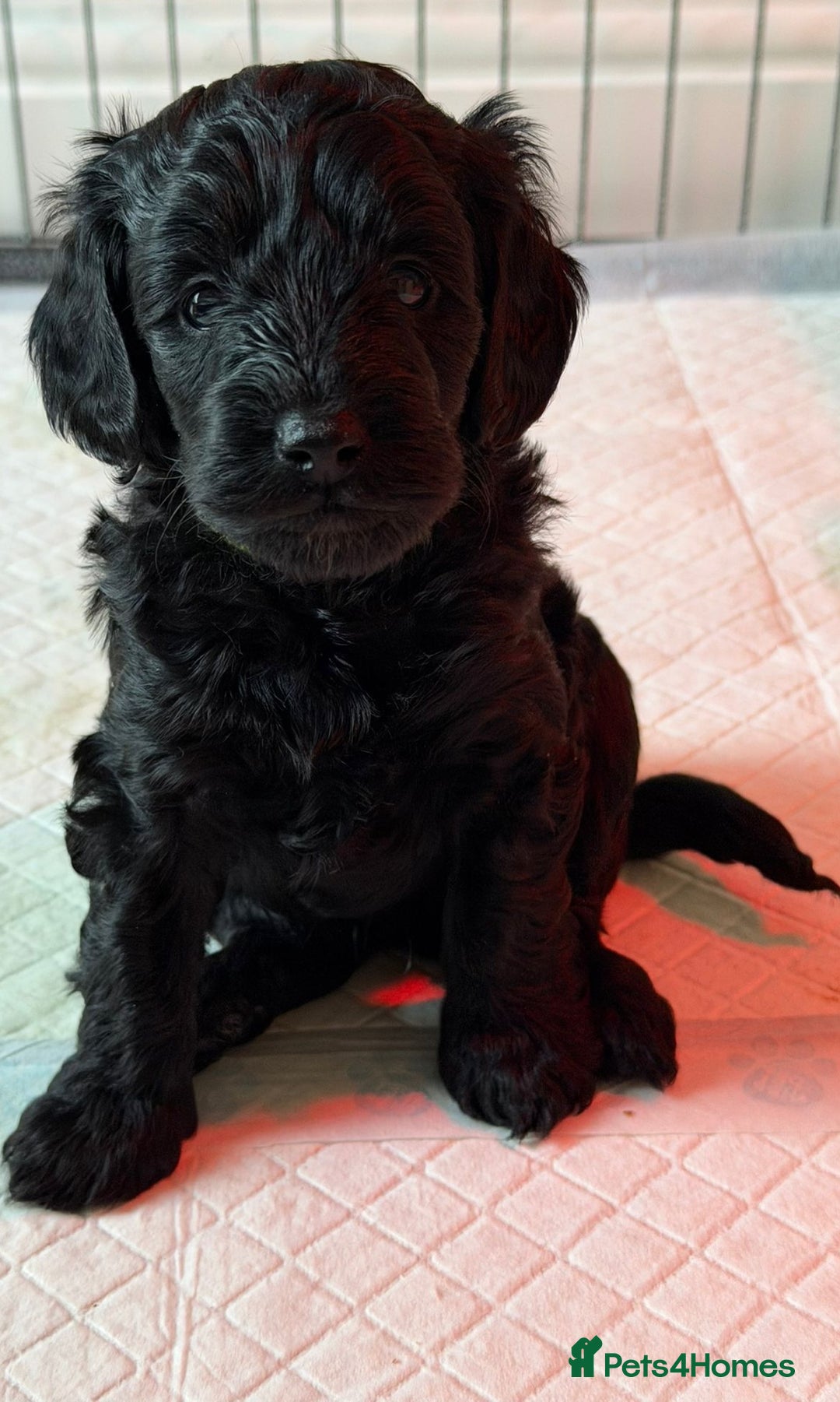 Cockapoo dogs for sale: F1b Cockapoo Puppies (One boy left) - Advert 2