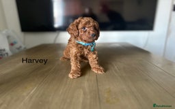 Cockapoo dogs for sale:  Perfect Cockapoo Puppies  🐶  - Image 21