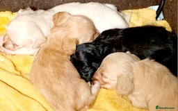 Miniature Dachshund dogs for stud: STUD 100% Long Haired Cream Miniature Dachshund - Image 14