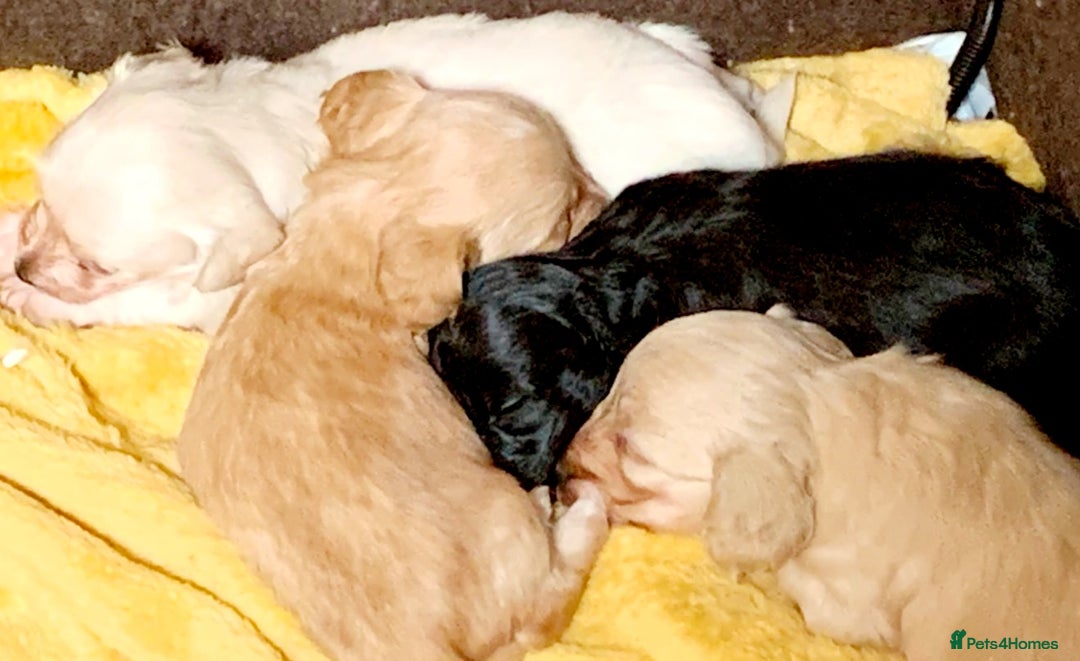 Miniature Dachshund dogs for stud: STUD 100% Long Haired Cream Miniature Dachshund - Image 14