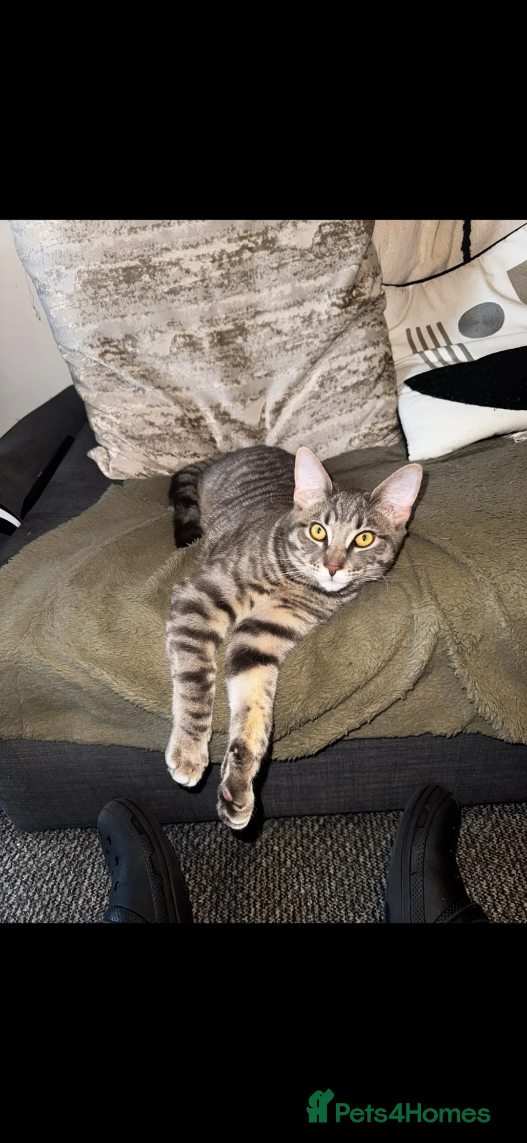 Mixed Breed cats for sale: Bruce — Professional Cuddle & Food Expert in Dunfermline - Advert 2