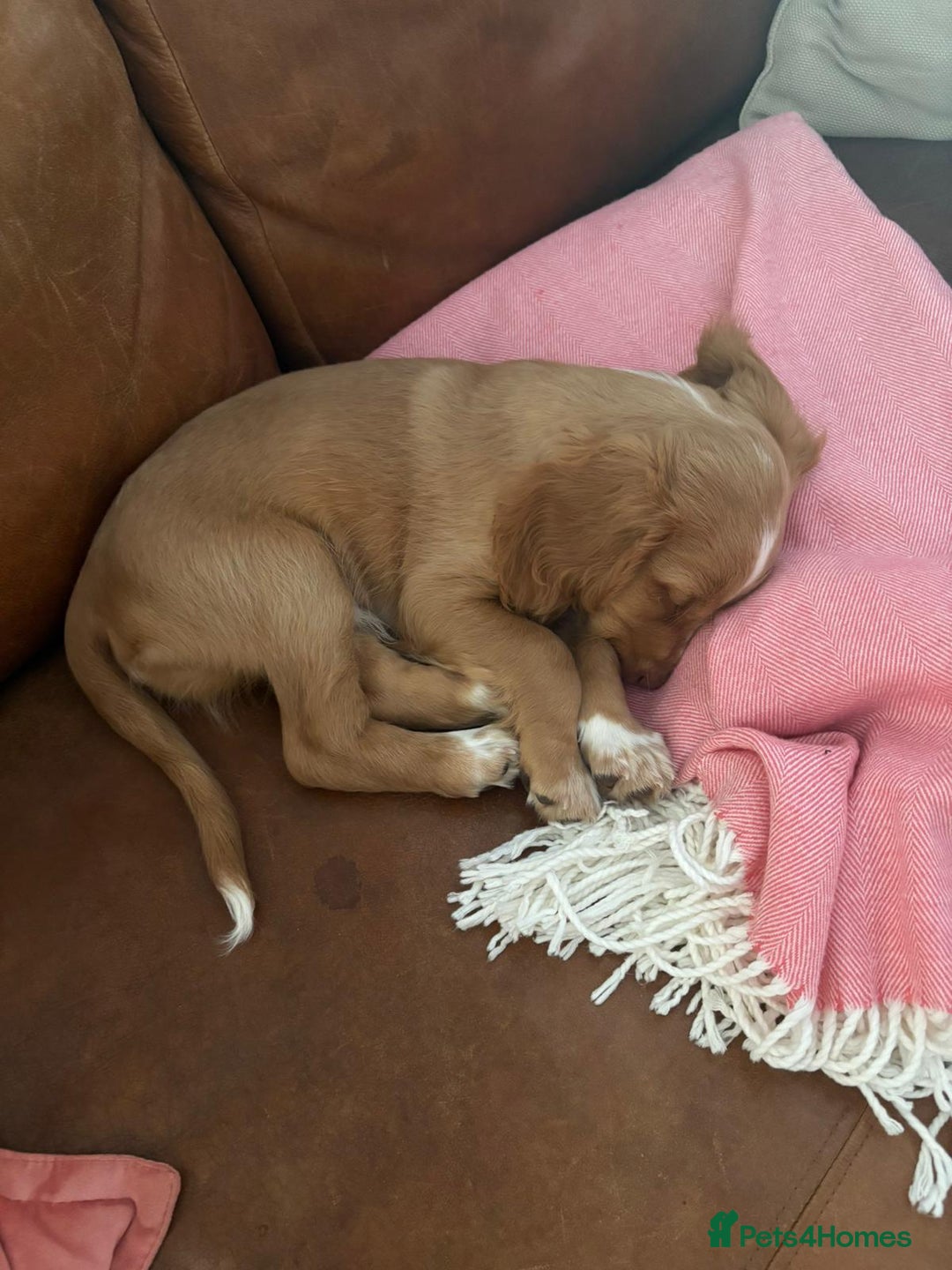 Mixed Breed dogs for sale: Cavachon/ Cocker Spaniel puppy - Advert 2