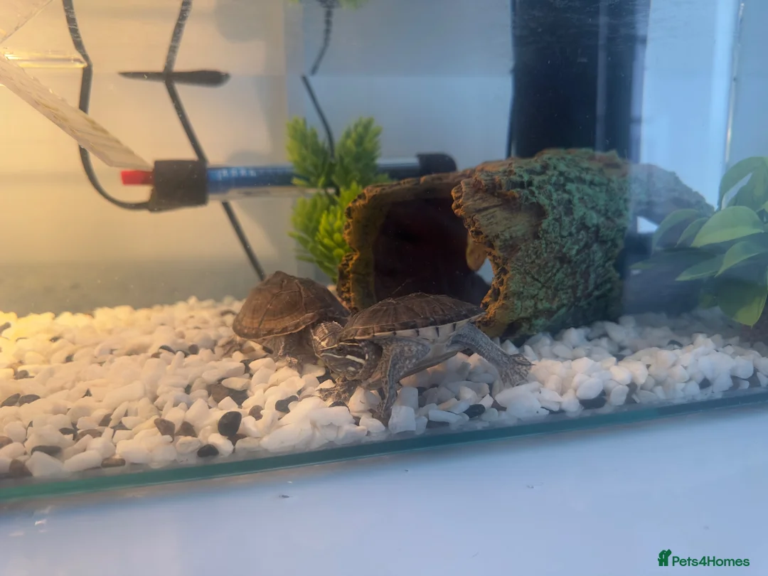 Turtle reptiles for sale: 2 musk turtles in Dudley - Advert 1