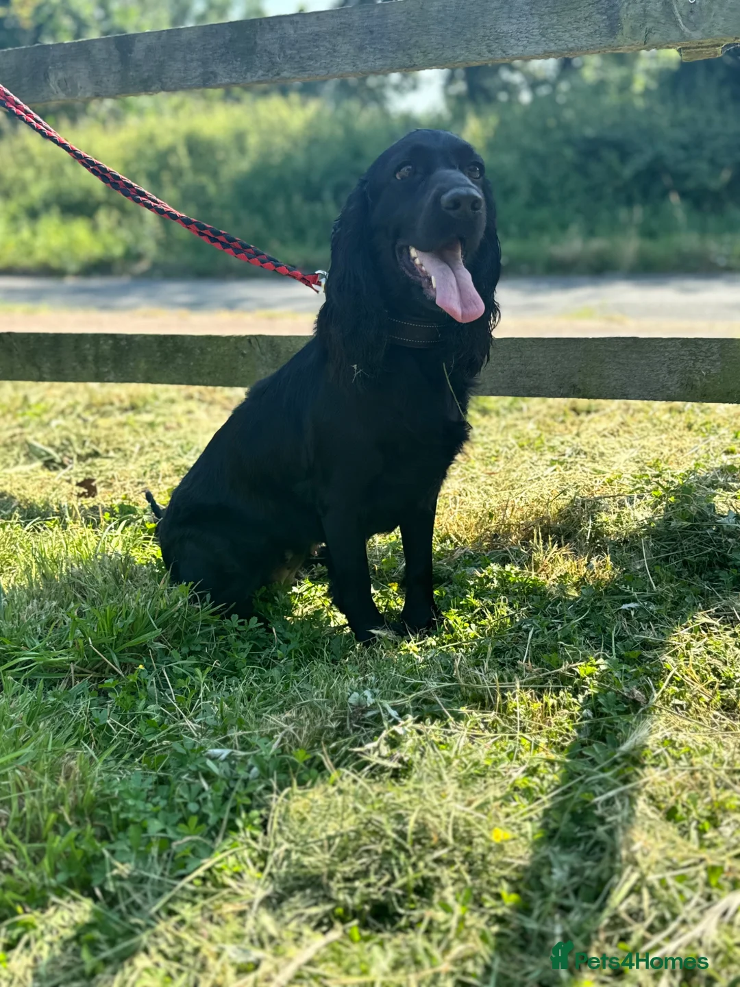 Cocker Spaniel dogs for sale: Working cocker spaniel puppies - Advert 1