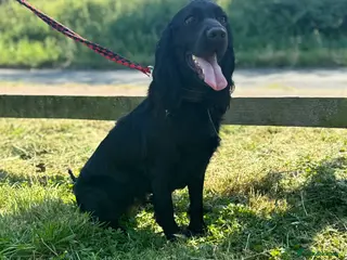 Cocker Spaniel dogs Working cocker spaniel puppies - Advert 1