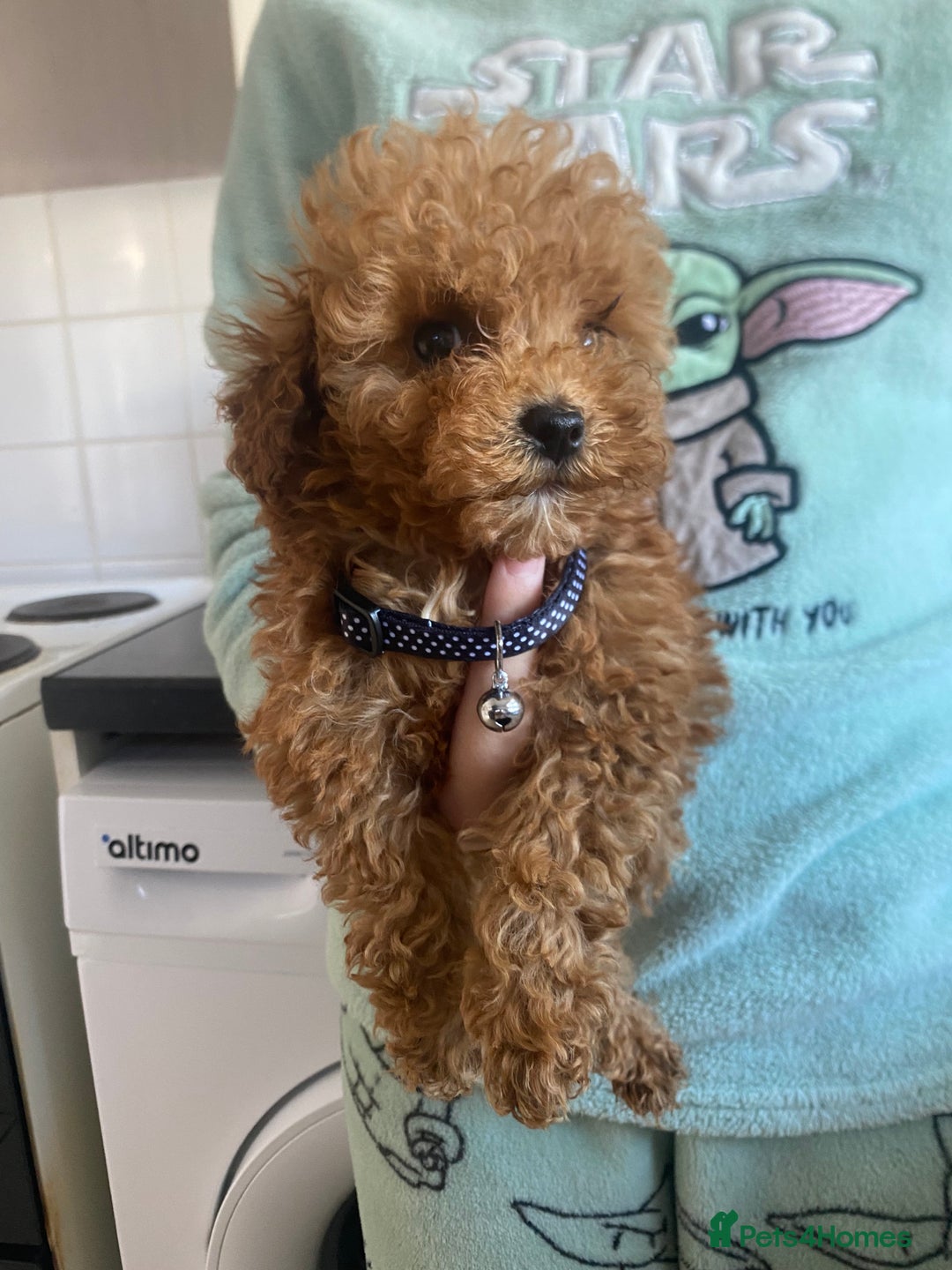 Poodle dogs for sale: Toy poodle puppies for sale  - Image 23
