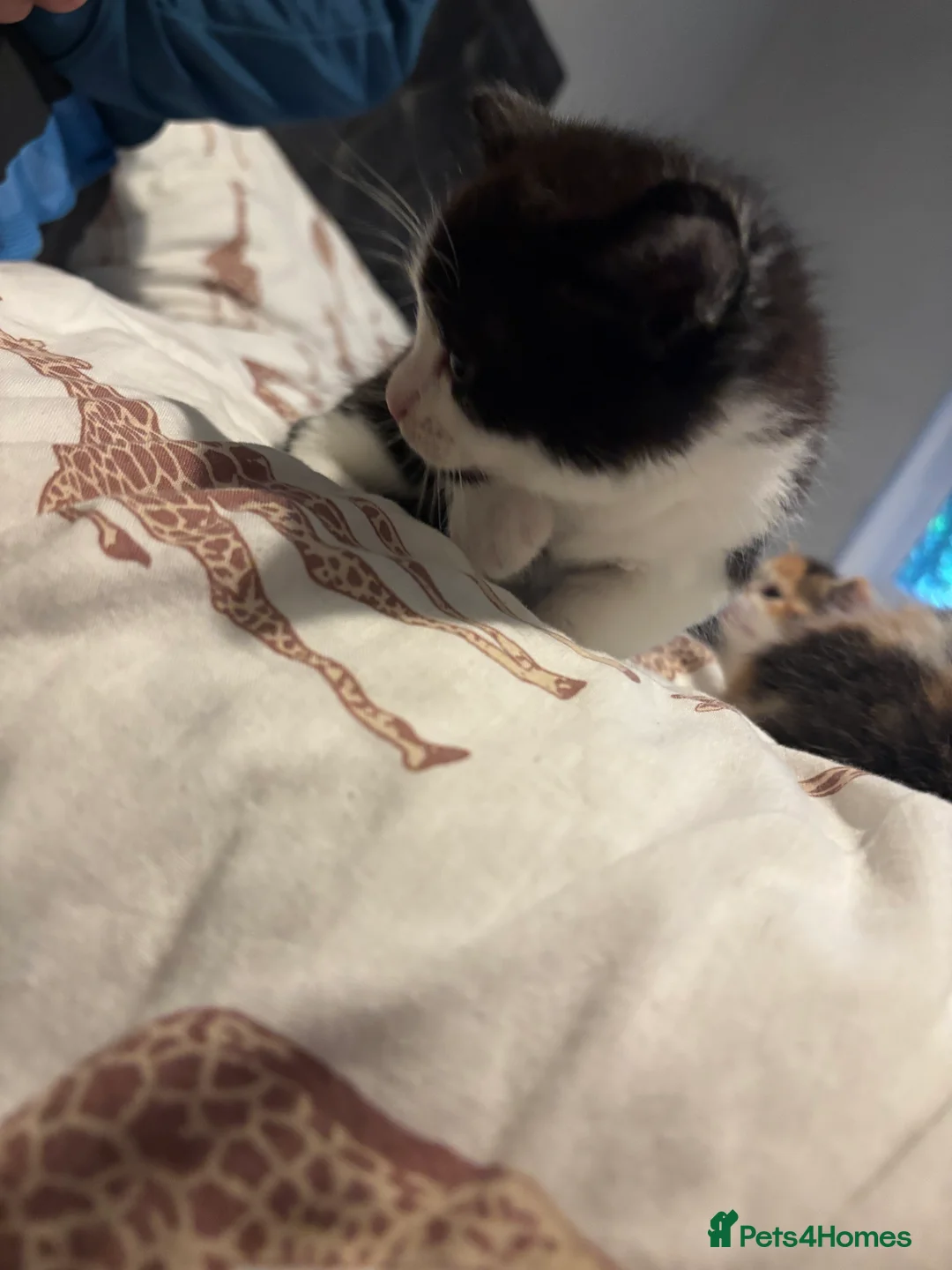 Domestic Shorthair cats for sale: Kittens for sale  - Advert 9