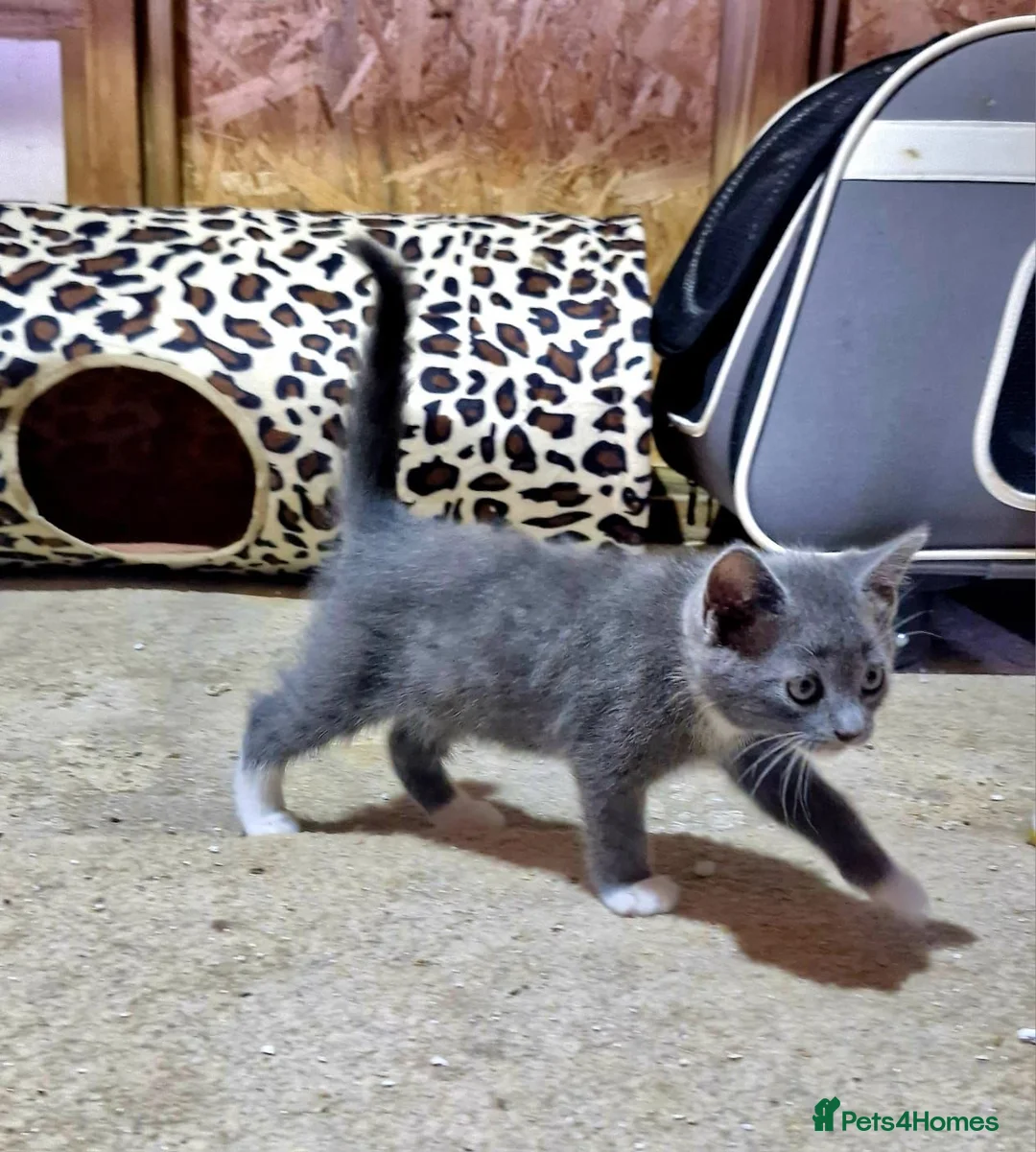 Mixed Breed cats for sale: Kittens, grey and white, black in Chelmsford - Advert 2