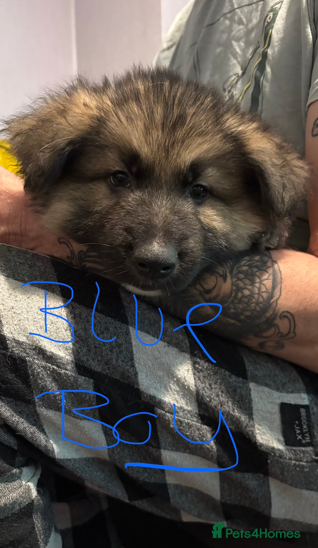 Mixed Breed dogs for sale: 4 stunning German shepherd pups for sale ready now - Advert 3