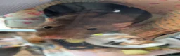 Rat rodents for sale: Need to rehome my baby boys, inc-cage&toys&food - Advert 4