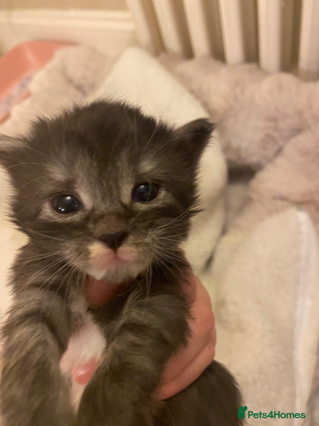 Maine Coon cats for sale: Maine Coon Cross kittens - Advert 3