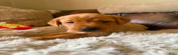 Labrador Retriever dogs for sale: Fox red Labradors puppy  in Yelverton - Advert 19