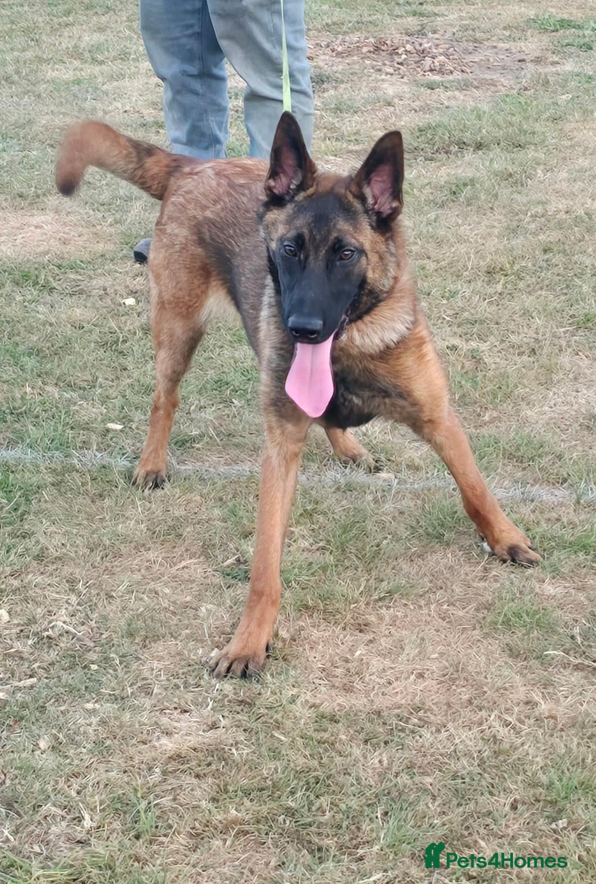 Belgian Shepherd Dog dogs Kc registered malinois  - Advert 1