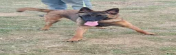 Belgian Shepherd Dog dogs for sale: Kc registered malinois  - Advert 1