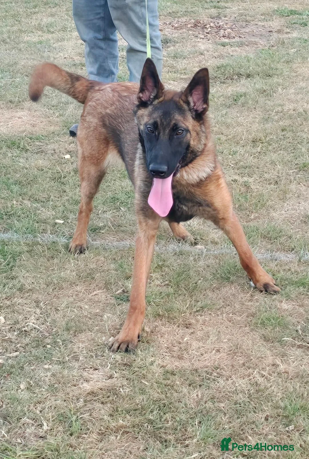 Belgian Shepherd Dog dogs for sale: Kc registered malinois  - Advert 1