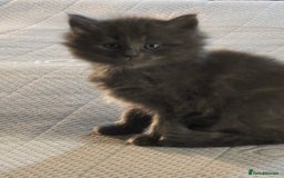 Ragdoll cats for sale: Gray fluffy kittens  - Image 1