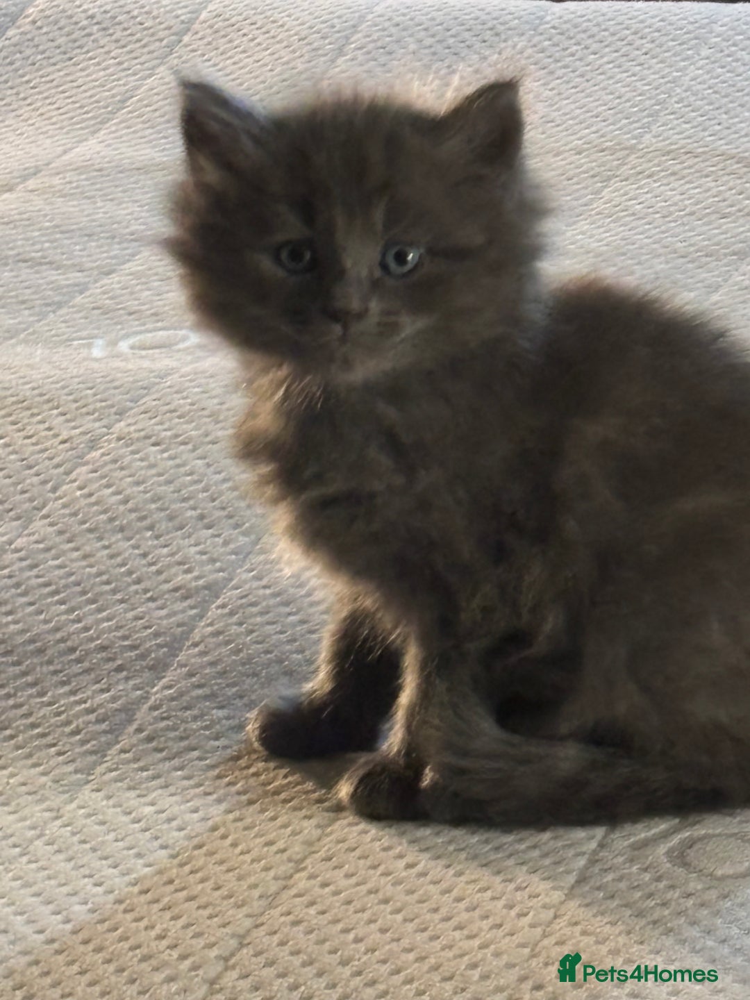 Ragdoll cats for sale: Gray fluffy kittens  - Image 1