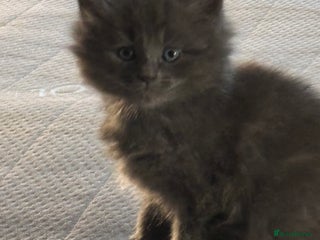 Ragdoll cats for sale - Advert 1