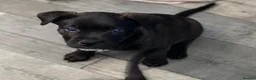 Staffordshire Bull Terrier dogs for sale: King Fury Puppies  in Liverpool - Advert 23