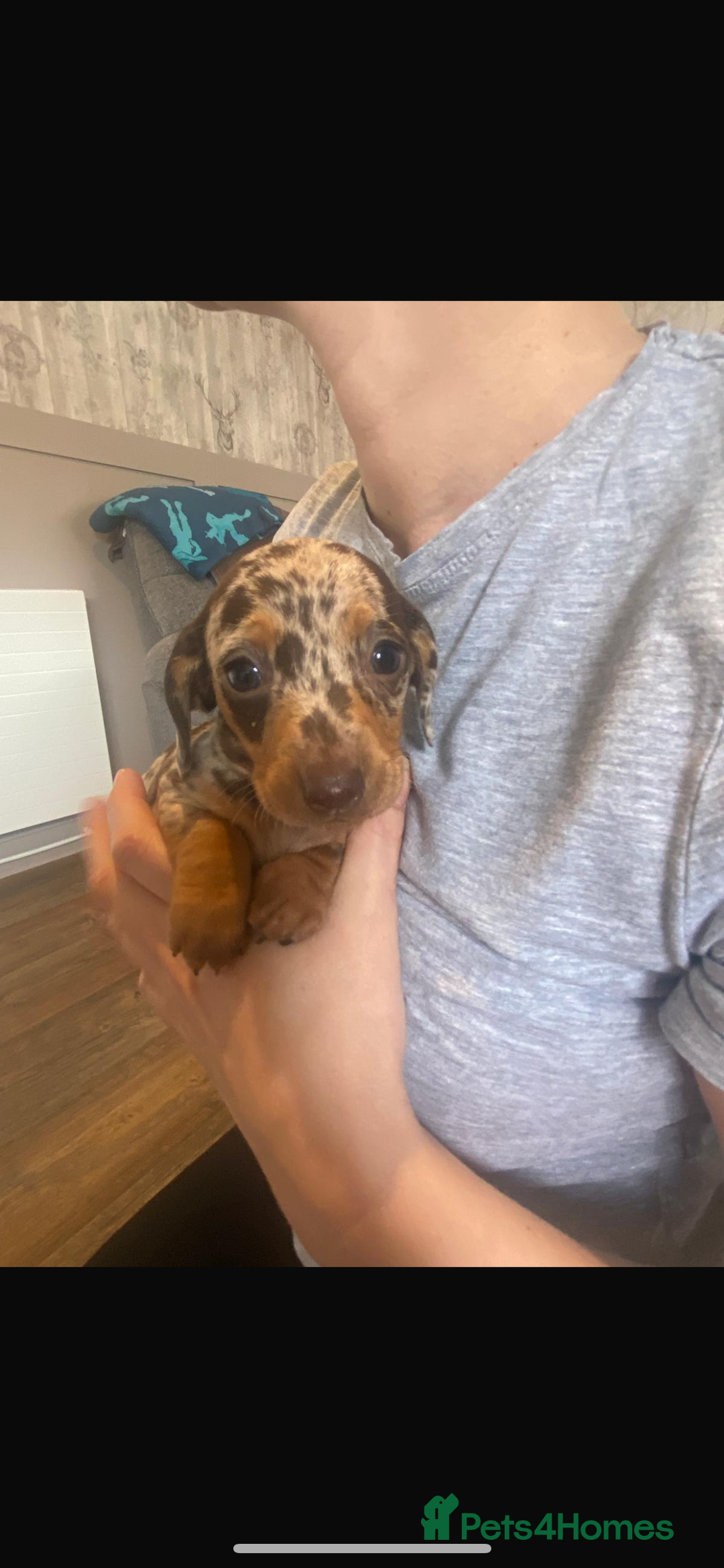 Miniature Dachshund dogs for sale: Miniature dachshund  - Image 5