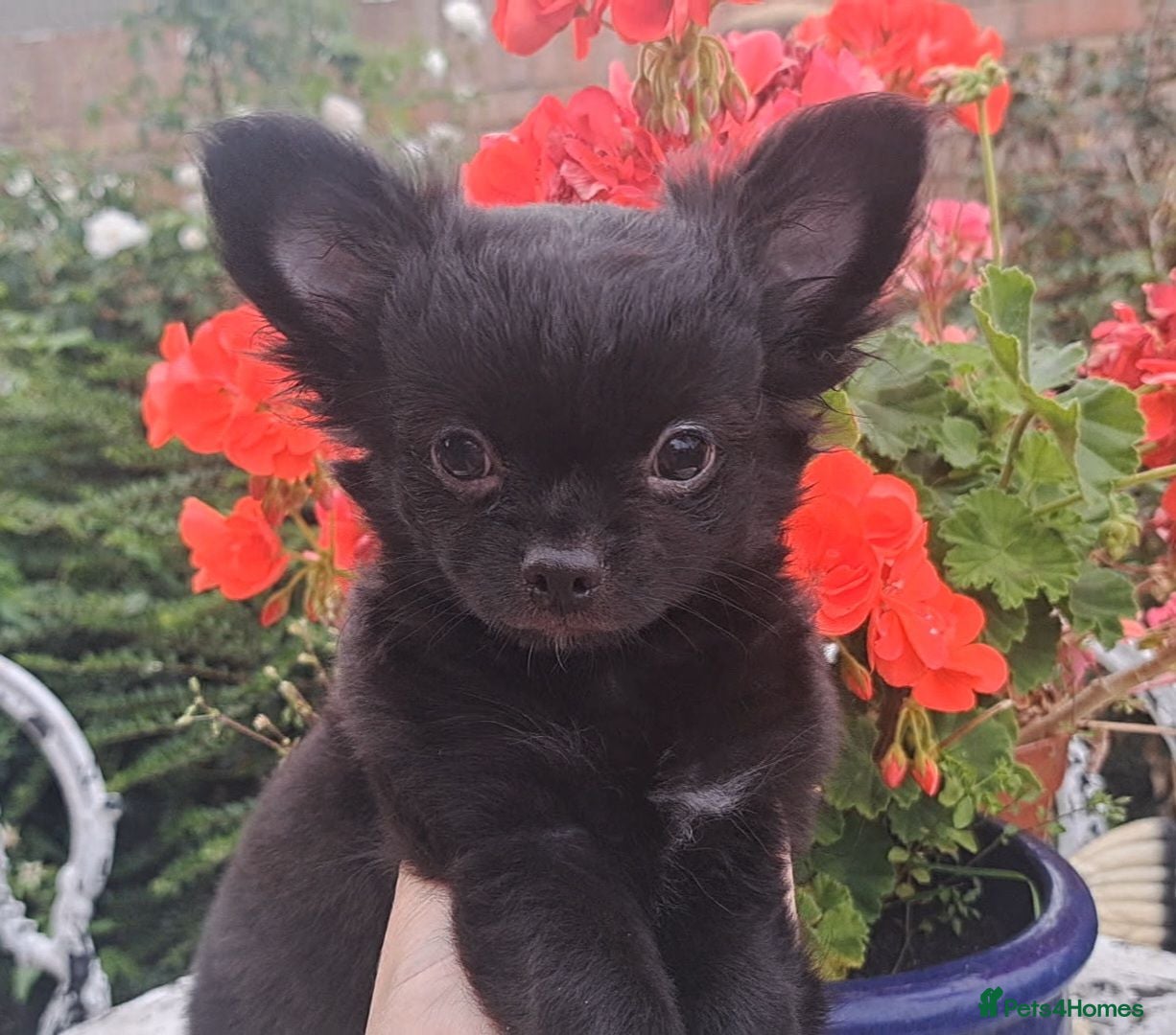 Chihuahua dogs 2 boys left Ready Now Long Coat Chihuahua pups  - Advert 21