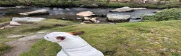 English Bull Terrier dogs for sale: KC Health Tested, UK Champion Lines,  - Advert 8