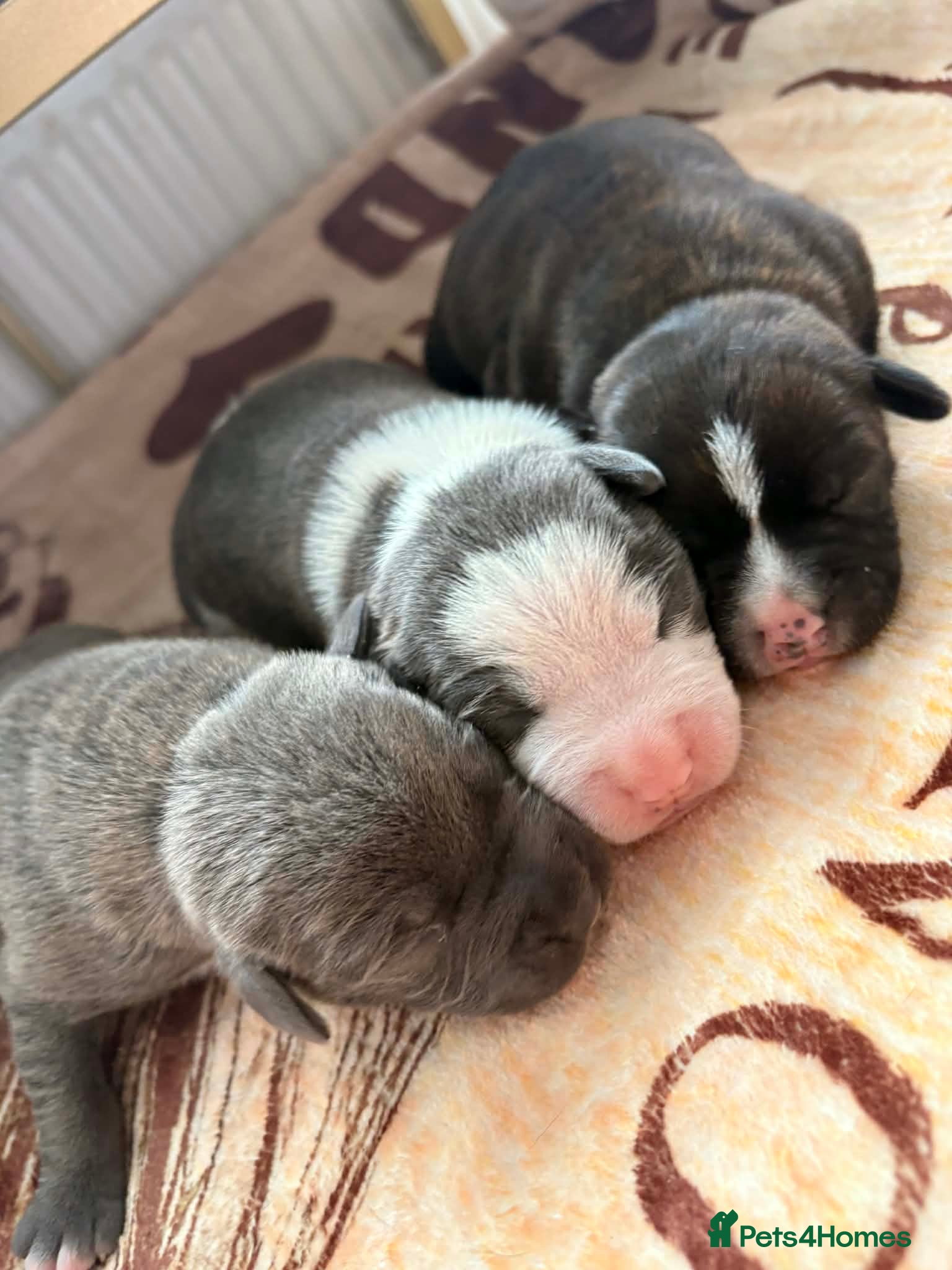 Staffordshire Bull Terrier dogs Staffy pupies  - Advert 5