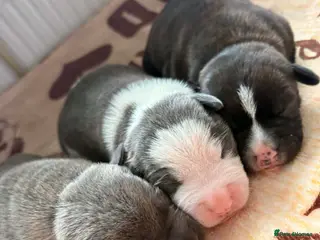 Staffordshire Bull Terrier dogs Staffy pupies - Advert 5