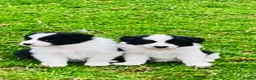 Border Collie dogs for sale: Outstanding border collie puppies  - Advert 6