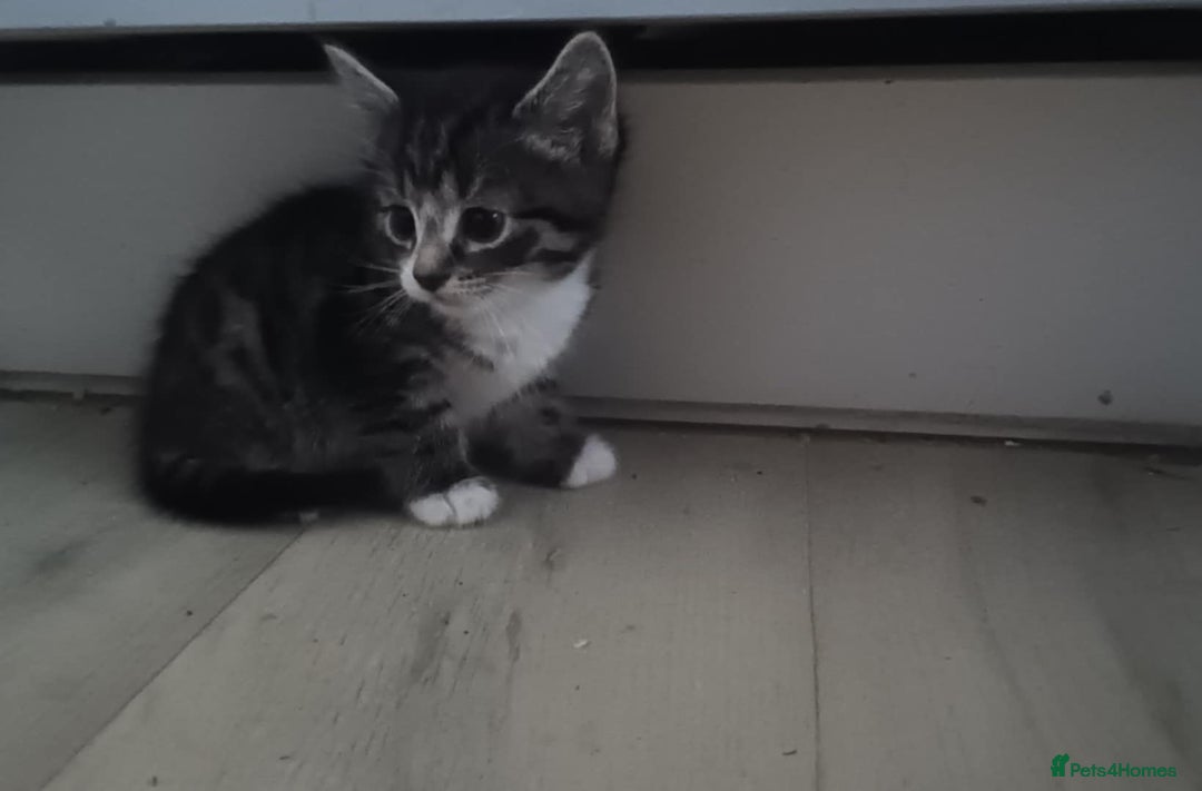 Mixed Breed cats for sale: 4 kittens looking for a forever home  - Advert 6