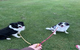Border Collie dogs for stud: Beautiful Border Collie for Stud - Image 7