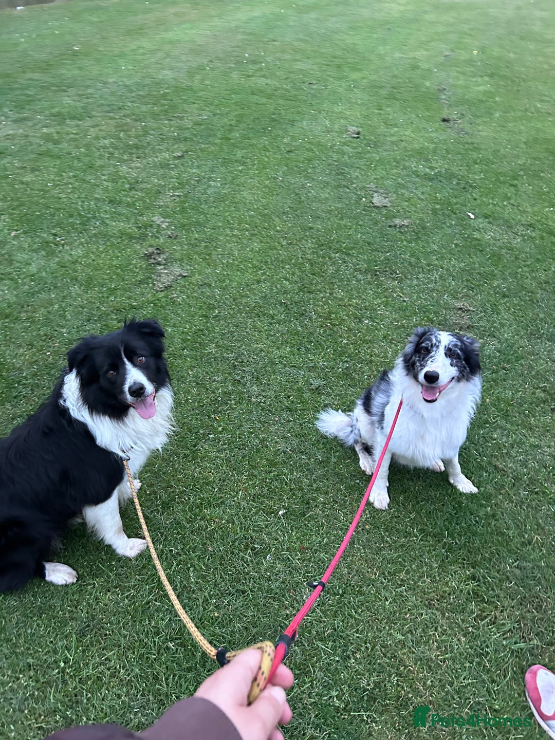 Border Collie dogs for stud: Beautiful Border Collie for Stud - Image 7