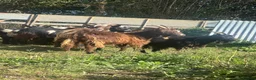 Goats livestock for sale: Pigmy goats nanny’s females - Advert 2