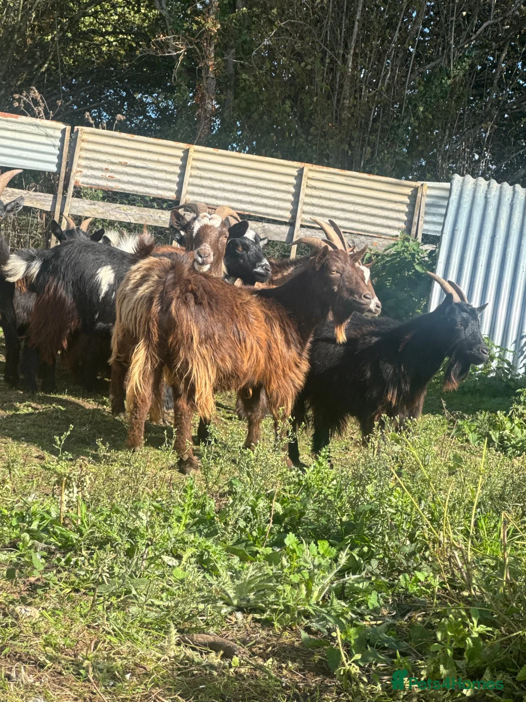 Goats livestock for sale: Pigmy goats nanny’s females - Advert 2
