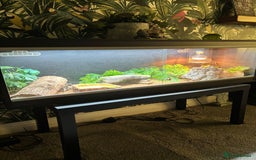 Bearded Dragon reptiles for sale: Gorgeous bearded dragon and viv for sale  - Image 6