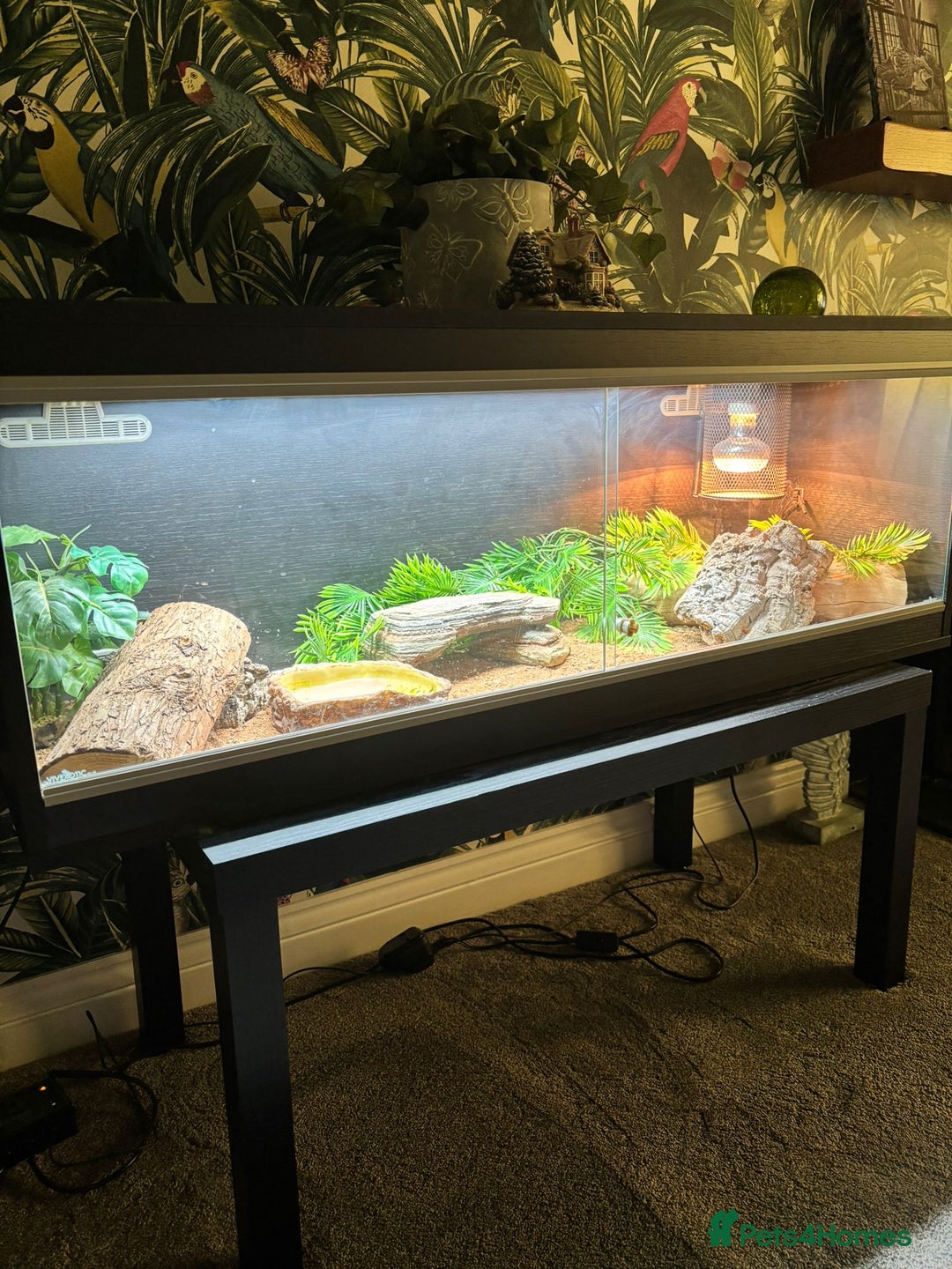 Bearded Dragon reptiles for sale: Gorgeous bearded dragon and viv for sale  - Image 6